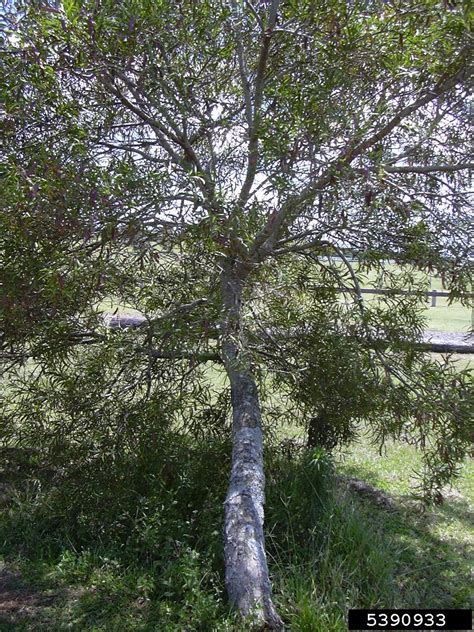acacia confusa philippines|FULL ACCOUNT FOR: Acacia confusa .